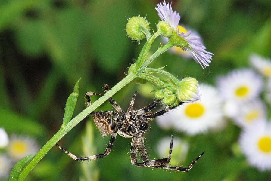 Araneus sp.
